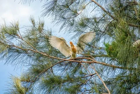 Cattle Egret (Bubulcus ibis) A Cattle Egret (Bubulcus ibis) collecting nes... Stock Photos