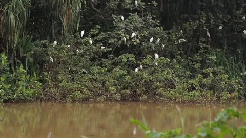 Cattle Egret Bubulcus Ibis flock Stock Footage 287403977