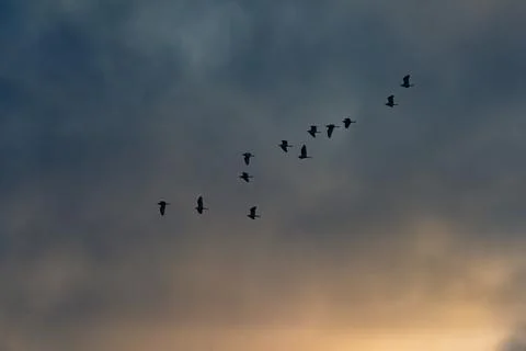 Cattle Egret (Bubulcus ibis) flying at sunset at Sosian Ranch, Laikipia County, Stock Photos