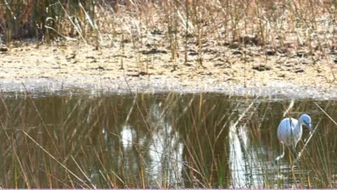 Cattle Egret (Bubulcus ibis) Stock Footage 10593156