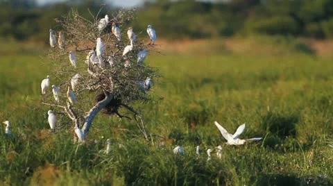 Cattle Egret (Bubulcus Ibis) 動画素材 12756412