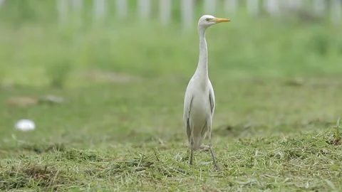 Cattle Egret Bubulcus Ibis Stock Footage 287404227