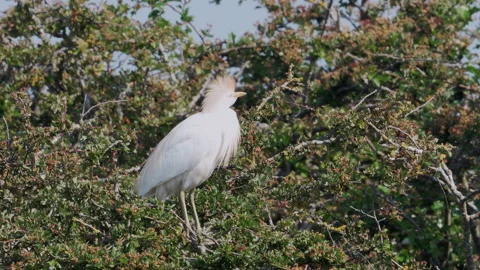 Cattle egret (Bubulcus ibis) Stock Footage 295062749