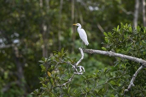 Cattle egret (Bubulcus ibis), Loango National Park, Parc National de Loango, Fotos de archivo