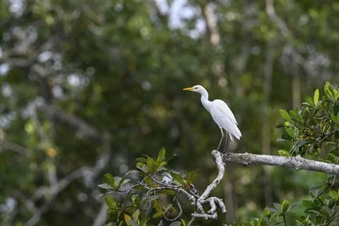 Cattle egret (Bubulcus ibis), Loango National Park, Parc National de Loango, Stock Photos