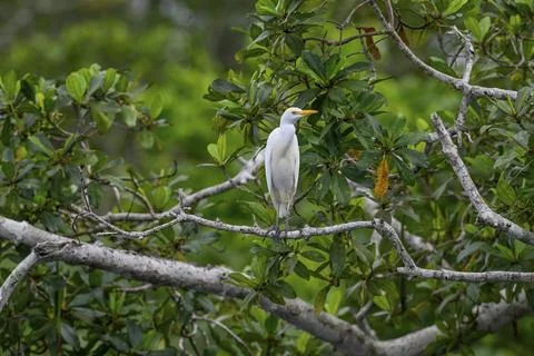 Cattle egret (Bubulcus ibis), Loango National Park, Parc National de Loango, Photos