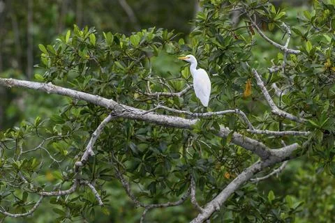Cattle egret (Bubulcus ibis), Loango National Park, Parc National de Loango, 写真素材