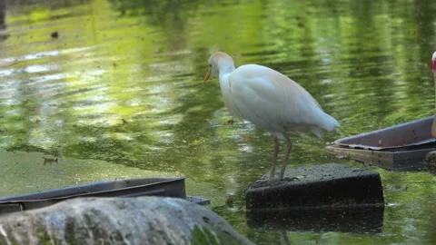 Cattle egret (bubulcus ibis) looking for food in water Stock Footage 201385466