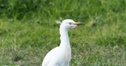 A Cattle Egret, Bubulcus ibis at Martin mere, Lancashire, UK. Video stock 313010728