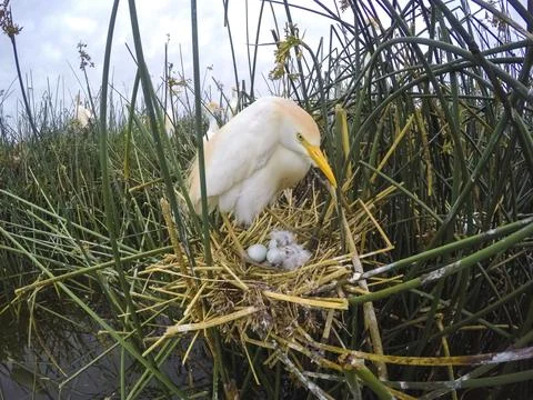 Cattle Egret, Bubulcus ibis, nesting, La Pampa Province, Patagonia, Argentina Stock Photos