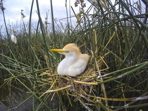 Cattle Egret, Bubulcus ibis, nesting, La Pampa Province, Patagonia, Argentina Stock Photos