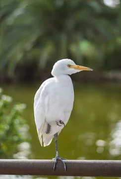 Cattle Egret (Bubulcus ibis) with one paw resting in a urban park Stock-Fotos