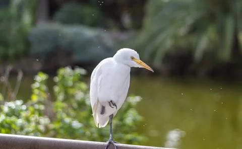 Cattle Egret (Bubulcus ibis) with one paw resting in a urban park resting in  스톡 사진