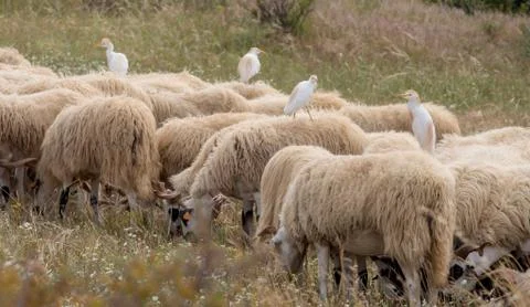 Cattle egret (Bubulcus ibis) perched on the back of a sheep Stock Photos