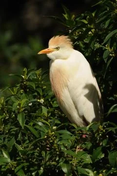 The Cattle Egret (Bubulcus ibis) perched on a green tree with green backgroun Stock Photos