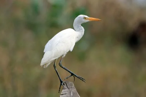 Cattle Egret (Bubulcus ibis) perched on the edge of a post covers Stock Photos