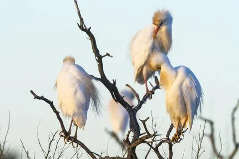 Cattle Egret, Bubulcus ibis, perched, La Pampa Province, Patagonia, Argentina Stock Photos