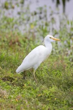 Cattle egret (bubulcus ibis) Stock Photos