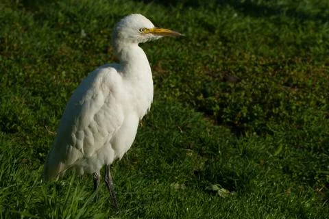 Cattle egret (bubulcus ibis) Stock Photos