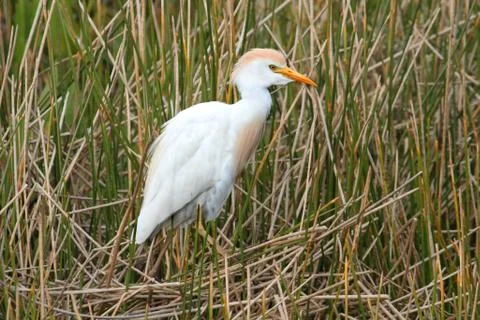 Cattle egret (bubulcus ibis) 写真素材