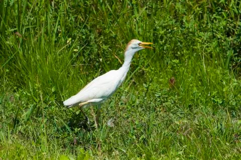 Cattle egret (bubulcus ibis) Stock Photos
