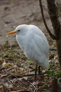 Cattle Egret - Bubulcus ibis Stock Photos