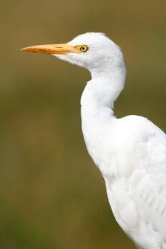 Cattle egret (bubulcus ibis) Stock Photos