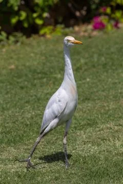 Cattle egret (Bubulcus ibis) Foto stock