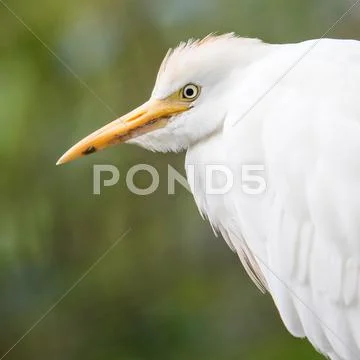 Cattle Egret, Bubulcus ibis Stock Photos