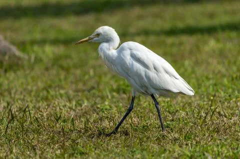 Cattle egret (Bubulcus ibis) Stock Photos