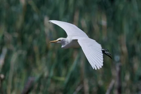 Cattle egret (Bubulcus ibis) Stock Photos