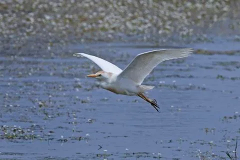 Cattle egret (Bubulcus ibis) Stock Photos