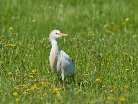 Cattle egret (Bubulcus ibis) Stock Photos