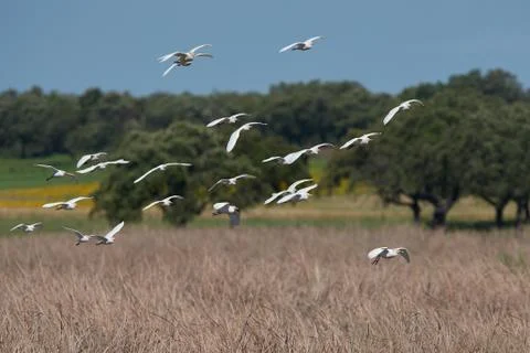 Cattle egret (Bubulcus ibis) Stock Photos