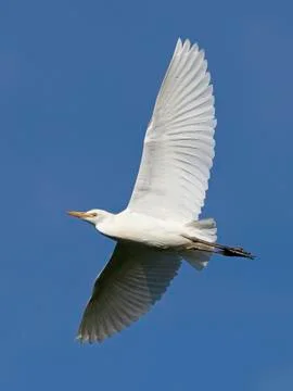 Cattle egret (Bubulcus ibis) Stock Photos