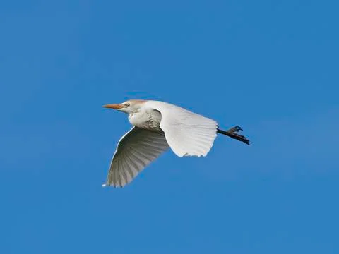 Cattle egret (Bubulcus ibis) Stock Photos