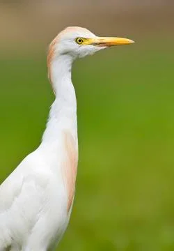 Cattle Egret (Bubulcus ibis) Stock Photos