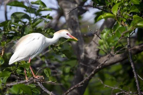 Cattle egret (Bubulcus ibis) Stock Photos