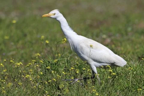Cattle Egret, Bubulcus ibis Stock Photos