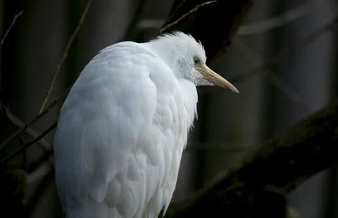 The Cattle Egret (Bubulcus ibis). Stock Photos