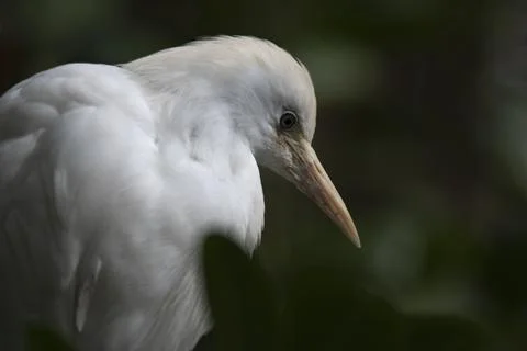 The Cattle Egret (Bubulcus ibis). Stock Photos