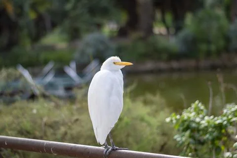 Cattle Egret (Bubulcus ibis) resting in a urban park Stock-Fotos