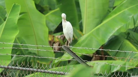 Cattle Egret (Bubulcus ibis)  scratching her feathers. Stock Footage 337176211