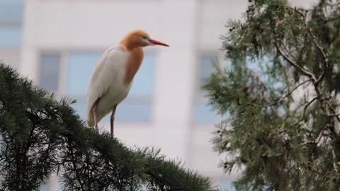 A cattle egret (bubulcus ibis) sitting on the branch of a tree. Stock Footage 156744040