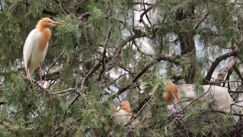 A cattle egret (bubulcus ibis) sitting on the branch of a tree. Stock Footage 156744323