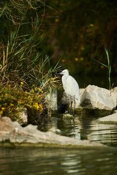 Cattle egret Bubulcus ibis standing on a wood Parc Naturel Regional de Camargue Stock-Fotos