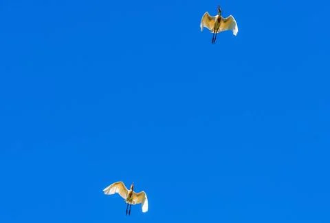 Cattle Egret (Bubulcus ibis) Two Cattle Egrets (Bubulcus ibis) in flight i... Stock Photos