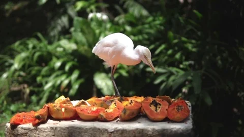 The cattle egret (Bubulcus ibis). White bird chooses what to eat from food table 動画素材 81696604