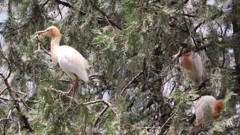 A cattle egret (bubulcus ibis), Wild birds habitat. Stock Footage 156744287