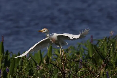 Cattle egret (Bubulcus ibis)Circle B Bar Reserve Florida USA Stock Photos